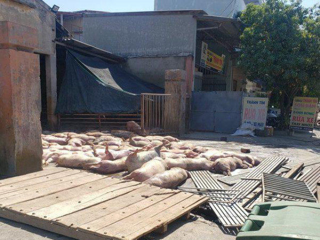 Ghê rợn cảnh hàng chục con lợn chết nằm la liệt trước cổng vào lò mổ