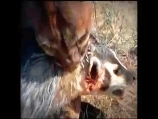 Video: Bị báo sư tử cắn chặt cổ, lửng mật bất ngờ ”lội ngược dòng” khó tin