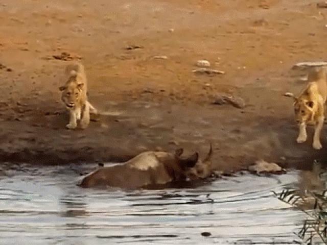 Sư tử ”gọi hội” làm thịt tê giác bị kẹt dưới bùn và cái kết đắng ngắt