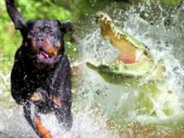 Cá sấu mai phục bắt thịt chó nhà và cái kết bất ngờ