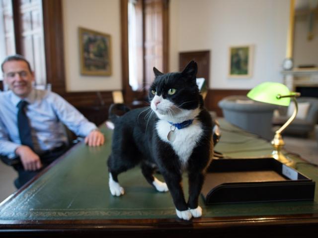 Mèo ”làm quan” ở nước Anh chính thức được nghỉ hưu