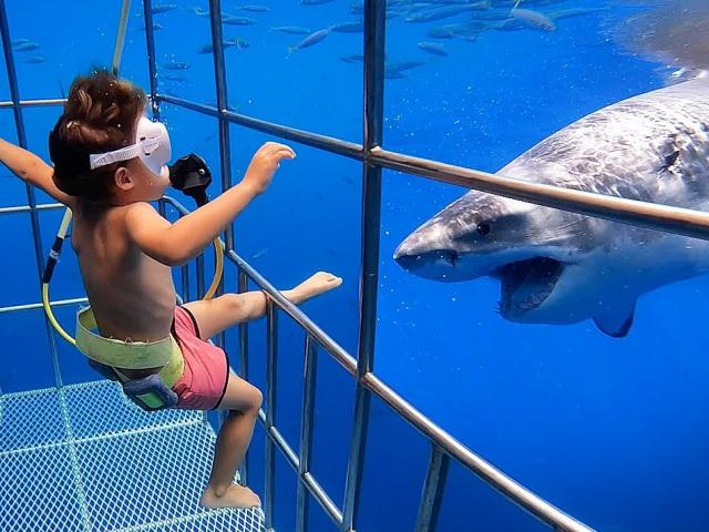 Bé 5 tuổi cùng chị gái 7 tuổi lặn biển giữa đàn cá mập trắng