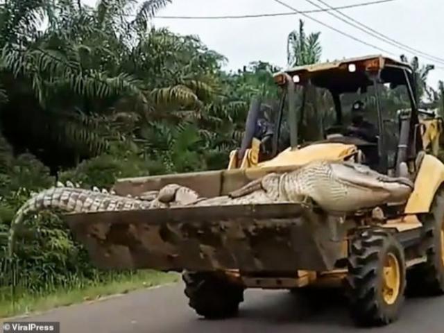 Cá sấu ”ma quỷ” nặng nửa tấn ám ảnh dân làng, sợ đến nỗi chôn đầu một nơi xác một nẻo