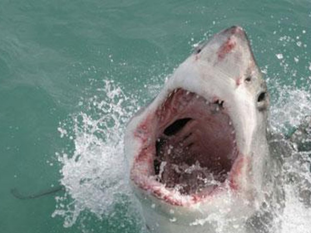 Video: Cá mập trắng sát thủ bất ngờ bị cả đàn cá ngừ dàn trận truy đuổi ngoài khơi