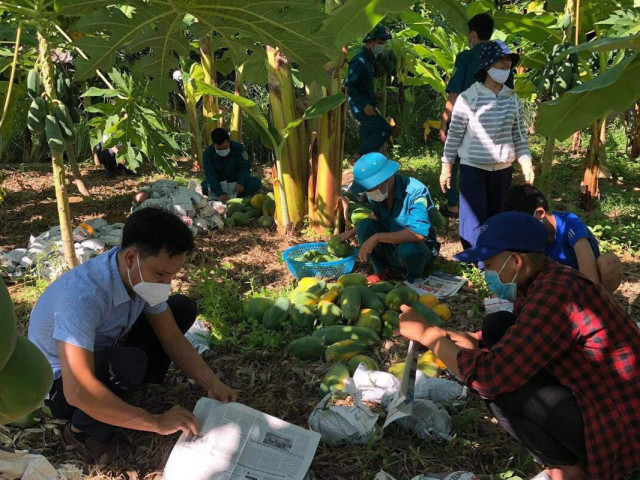 Quảng Nam: Hàng chục người hái đu đủ chín bán giúp gia đình có 2 bệnh nhân Covid-19