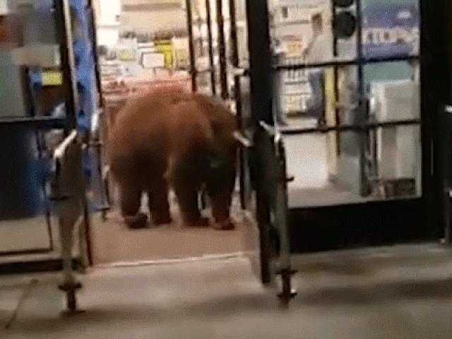 Gấu khổng lồ cao gần 3m vào siêu thị làm điều ngỡ ngàng