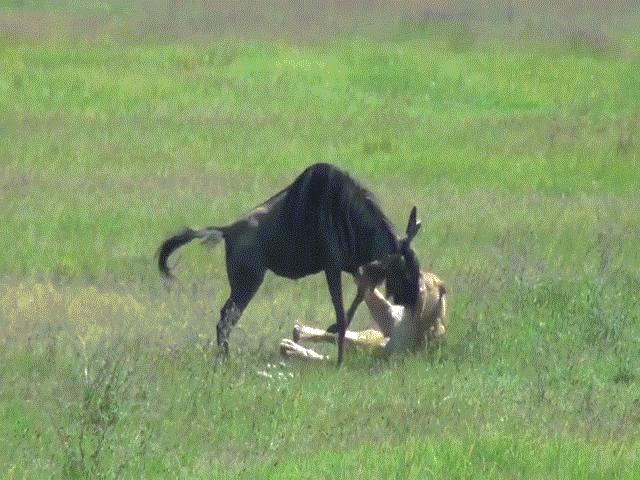 Video: Sau ”nụ hôn thần chết” của sư tử, linh dương đầu bò nhận cái kết đau thương