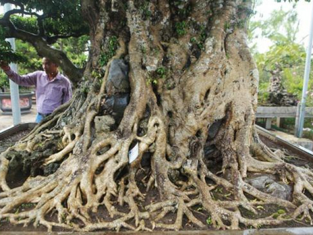 Đại gia Toàn đô la mạnh tay chi 28 tỷ mua ”báu vật” sanh cổ gây chấn động