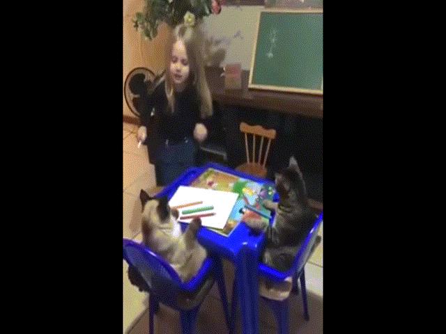 Clip: Cô bé ”dạy” 2 chú mèo học khiến dân mạng ”phát sốt”