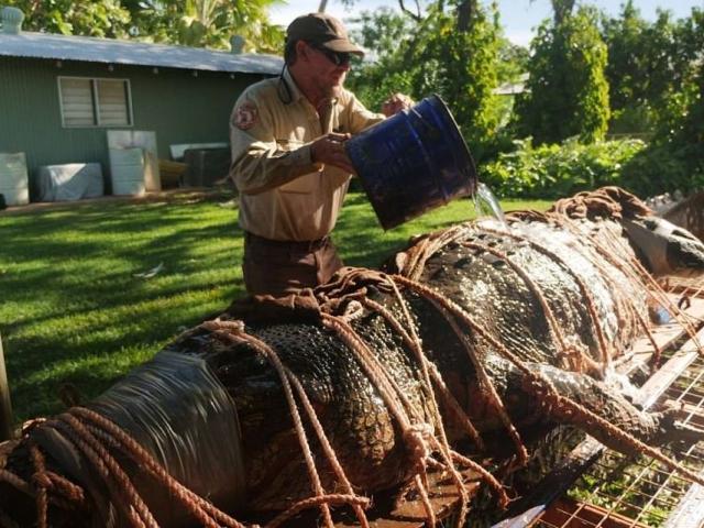 Bẫy được cá sấu ”quái vật” 350 kg tại điểm du lịch đông người