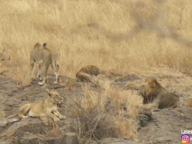 Báo đốm đơn độc ”nằm chơi” giữa bầy sư tử và cái kết bất ngờ