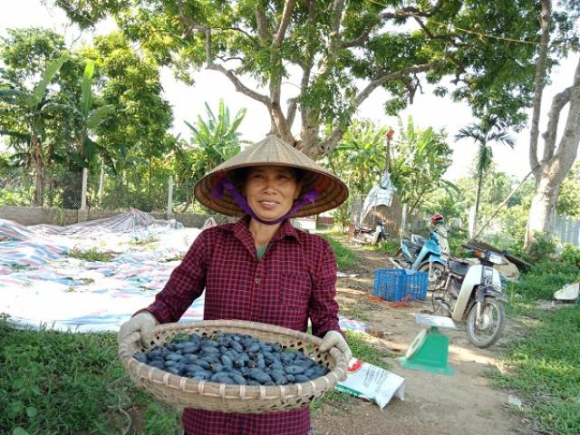 Ngỡ ngàng loại quả đen sì, trước rụng đầy vườn nay thành đặc sản đắt hơn thịt lợn