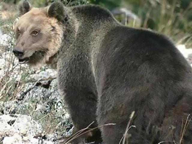 Con gấu bị truy lùng gắt gao nhất châu Âu: ”Bậc thầy đào tẩu”, hàng rào điện cũng vô dụng