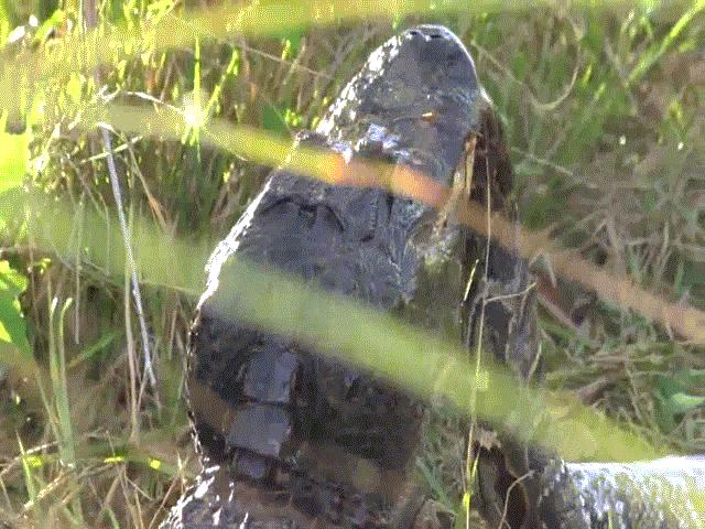 Video: Cá sấu tấn công trăn khổng lồ đến chết