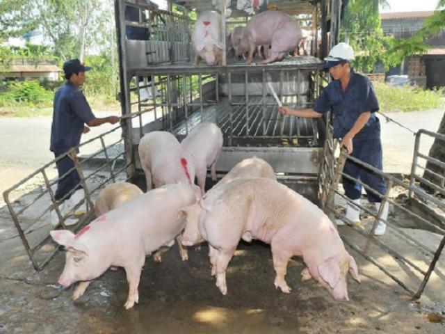 Giảm rồi tăng trở lại: Giá lợn hơi sẽ tiếp đà tăng?