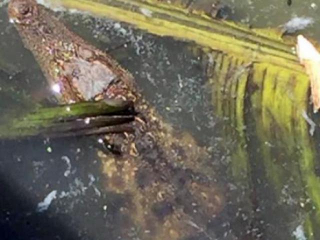 Tại sao quận 12 cảnh báo cá sấu nguy hiểm trên sông Sài Gòn?