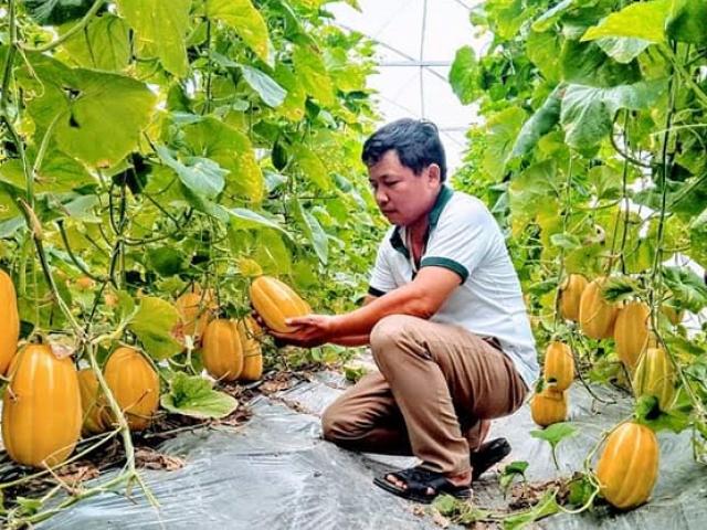 Lão nông nổi nhất vùng bởi “độc chiêu” trồng rau quả từ sữa chua hết “đát”