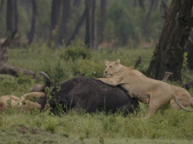 Trâu rừng ”gọi hội” tấn công đàn sư tử giải cứu đồng loại