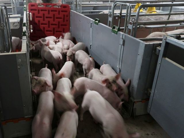 Nông dân Trung Quốc mang cả lợn đi thế chấp ngân hàng để hồi phục sau đại dịch