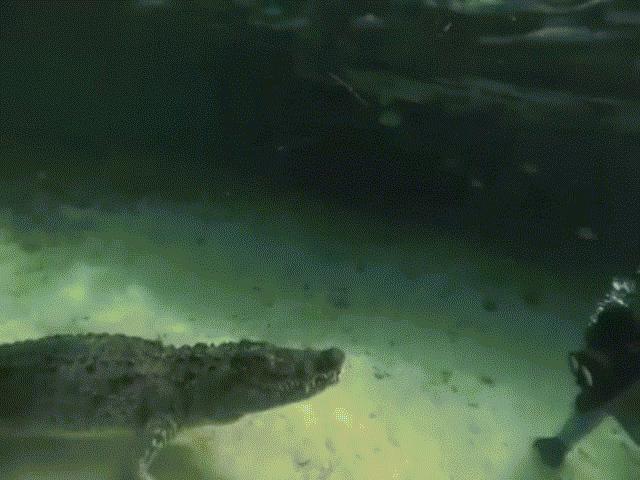 Video: Thợ lặn gan dạ chạm trán cá sấu “có thể tấn công bất cứ lúc nào”