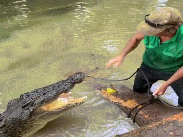 Video: Cá sấu hoang dã nhào lên định đớp, người đàn ông dùng tay ấn đầu, đuổi đi