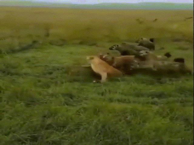 Video: ”Cơn thịnh nộ” của linh cẩu khiến sư tử bị ”hành hạ tơi tả”