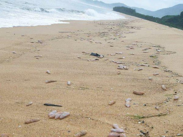 Sau bão số 5, hàng tạ sinh vật nghi hải sâm dạt vào bờ biển Thừa Thiên-Huế