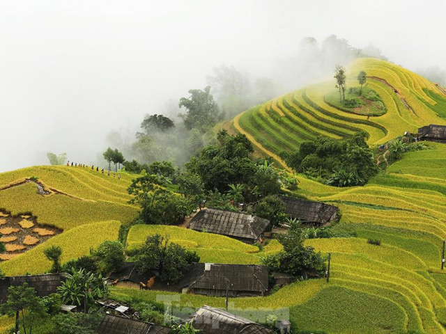 Ngất ngây áng mây bay trên những thửa ruộng bậc thang chín vàng ở Hà Giang