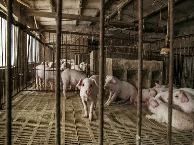 Kho dự trữ thịt lợn của Trung Quốc dần cạn kiệt giữa cơn bão giá liên tục leo thang
