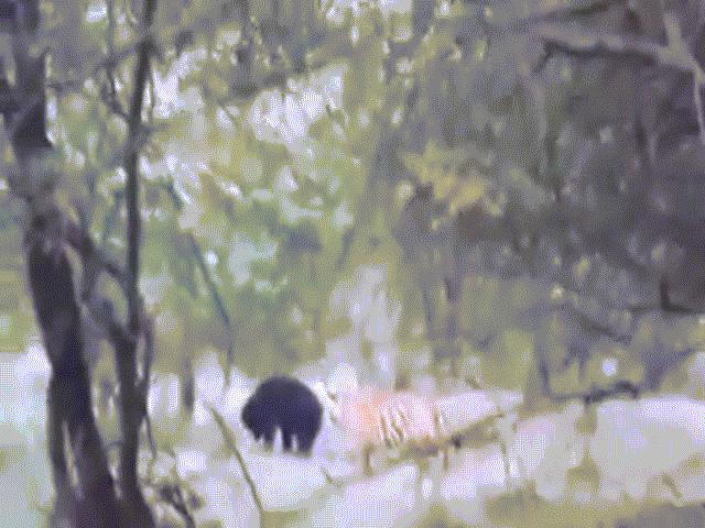 Video: ”Lớn mật” săn cả gấu, hổ dữ bị con mồi đuổi đánh tơi tả