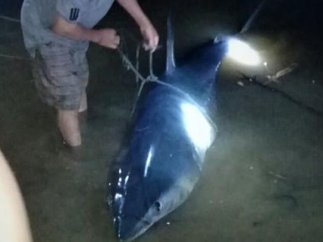 Cá mập xanh khủng còn dính lưỡi câu dạt vô sông Bến Hải