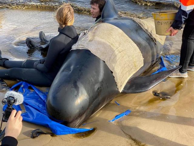 Úc: Đang giải cứu 270 con cá voi hoa tiêu mắc cạn, phát hiện thảm cảnh đau lòng khác