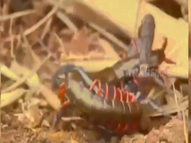 Video: Bọ cạp điêu đứng trước tuyệt chiêu có một không hai của rết độc