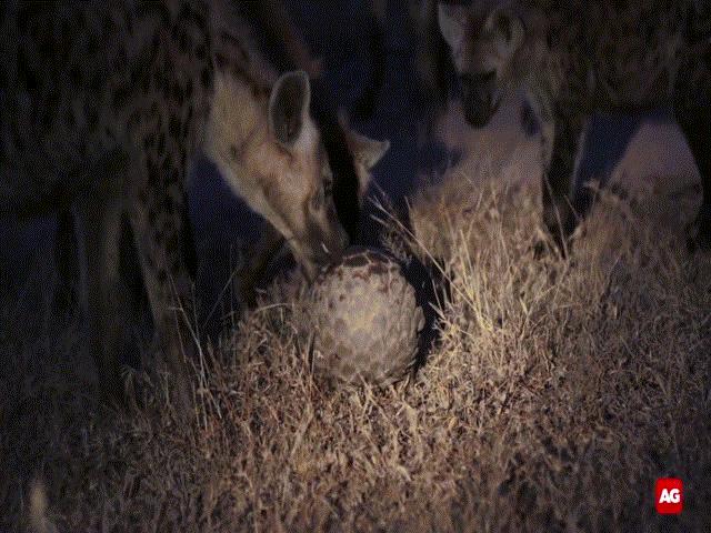 Video: Đàn linh cẩu nhận cái kết bẽ bàng khi cố tìm cách nhai sống con vật được nhiều người săn lùng