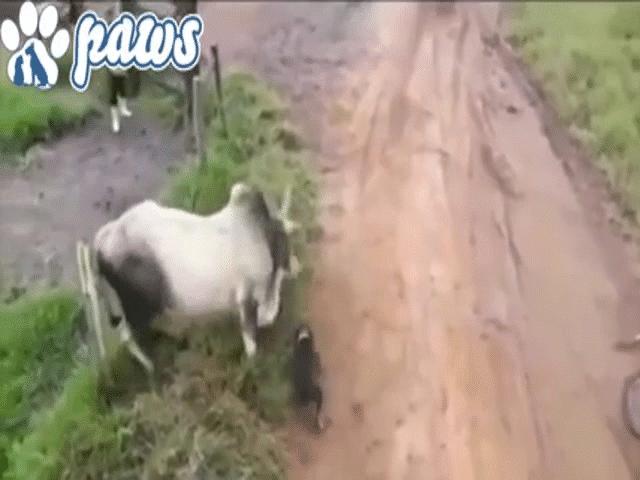 Video: Lao vào tử chiến ”bò điên” để bảo vệ chủ, chú chó nhà bị húc văng lên không trung