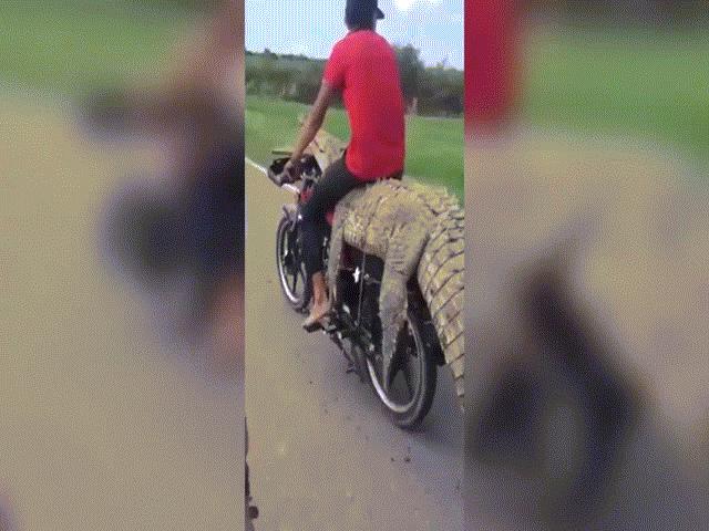 Video: Liều lĩnh dùng cá sấu còn sống làm ”yên” xe máy, 2 thanh niên gặp họa