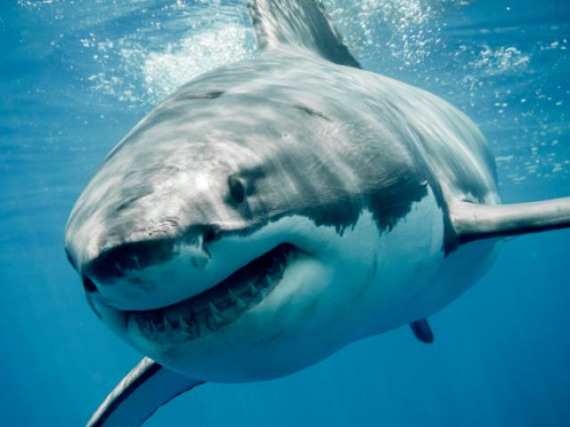 Nửa triệu cá mập sẽ bị tàn sát để có đủ vaccine Covid-19 cho con người?
