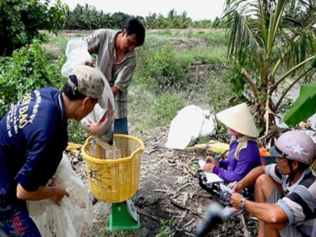 Loài tưởng sắp tuyệt chủng, ở Việt Nam nuôi bán tiền triệu/kg