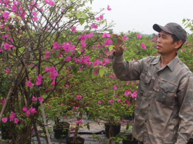 Loại cây vượng khí, trước đầy đường ở Việt Nam, nay trồng kiếm hàng trăm triệu