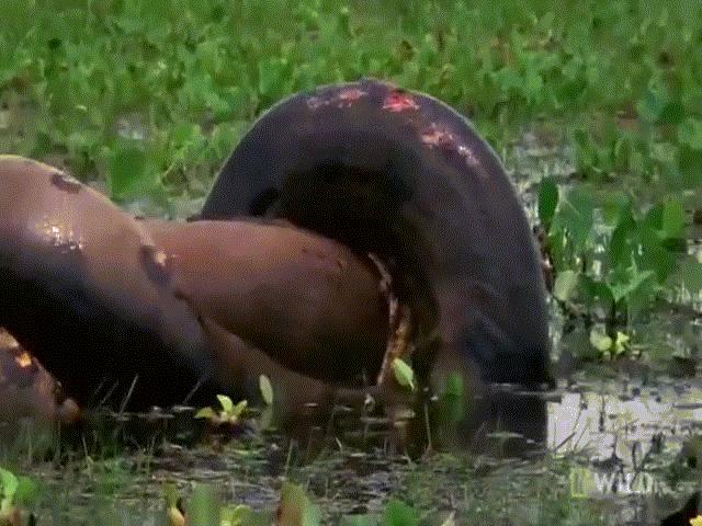 Video: Kinh hãi cảnh chuột khổng lồ nặng 70kg bị trăn Anaconda siết chết trong khu rừng bí ẩn