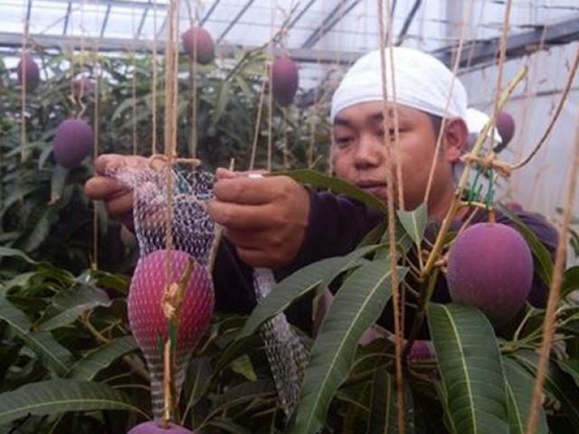 Loại quả quen với người Việt, dân Nhật trồng ”không thèm hái”, để rụng rồi nhặt về bán tiền triệu