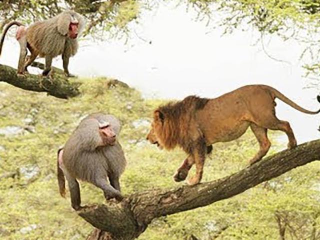 Cuộc tử chiến của khỉ đầu chó và sư tử