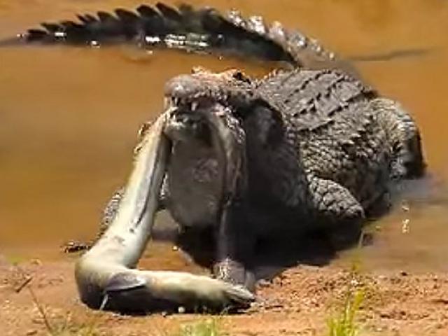 Cá sấu Amazon giật đùng đùng khi tấn công đối thủ mang trong mình điện cao thế