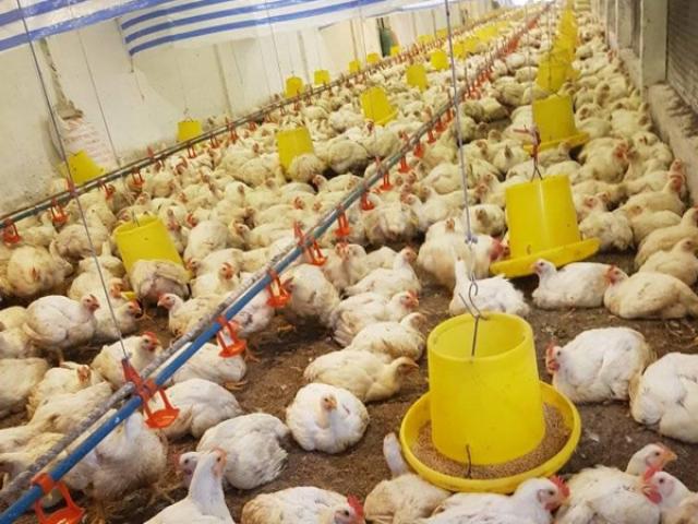 Giá gà trắng “chạm đáy”, chỉ còn 7.000 đồng/kg, dân mỏi mắt tìm đầu ra