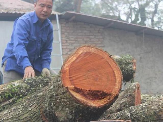 Tin tức 24h qua: Phiên đấu giá lô gỗ sưa ”trăm tỷ” lần thứ 5 bị tạm hoãn 