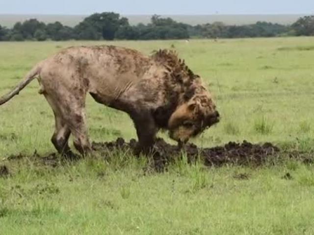 Sư tử ”độn thổ” săn mồi cực dị và thành quả bất ngờ