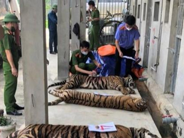 Vụ nuôi nhốt 17 con hổ lớn giữa khu dân cư: Chính quyền, hàng xóm không hay biết?