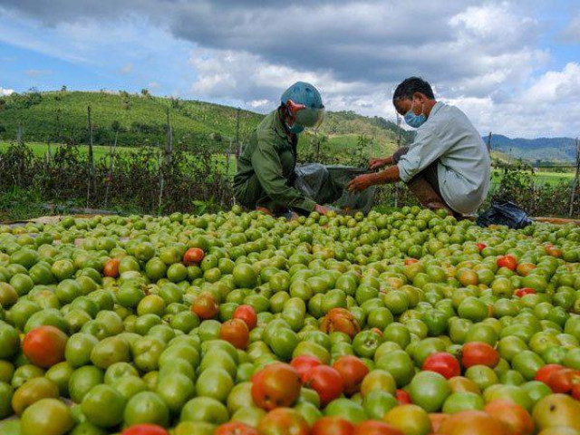 Lâm Đồng: Cà chua rớt giá cho heo ăn, hoa thua lỗ nặng phải nhổ bỏ