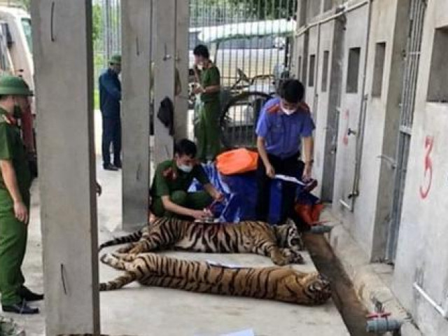 Vụ 17 con hổ lớn nuôi trong nhà dân: Thả về tự nhiên hổ có xu hướng kiếm ăn gần khu dân cư