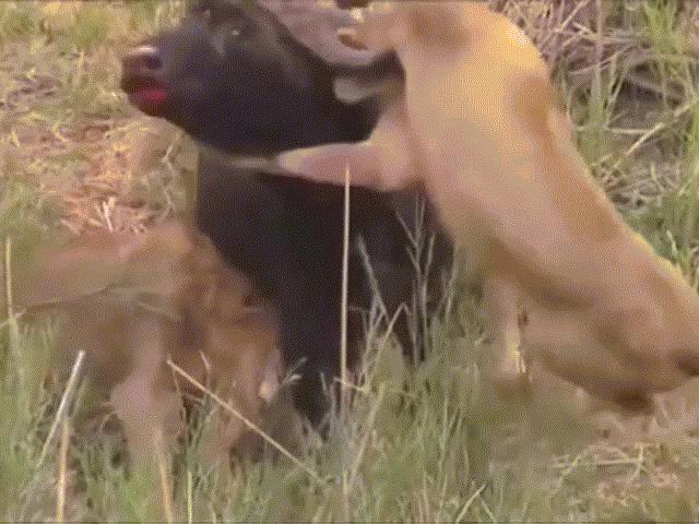 Video: Bị 5 con sư tử ”khát máu” vây giết, trâu rừng tung đòn hiểm, húc xuyên nách đối thủ